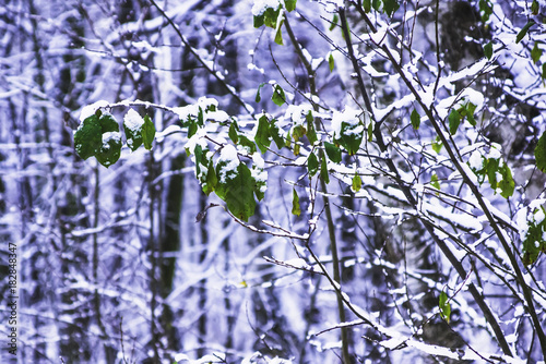 Green leaves on a tree covered with snow - Early winter