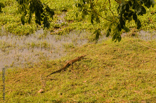 Nilwaran in der Savanne vom in Simbabwe, Südafrika photo