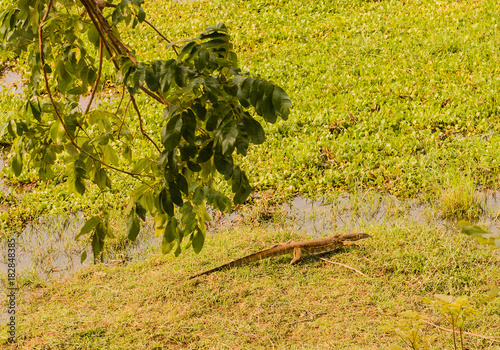 Nilwaran in der Savanne vom in Simbabwe, Südafrika photo