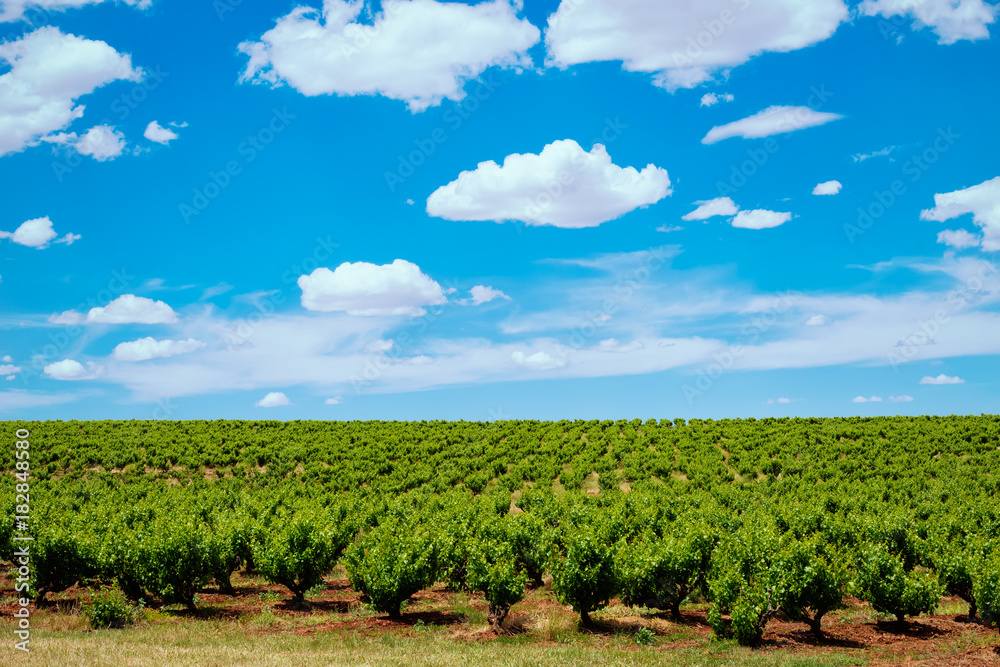 Vineyards row with blue sky