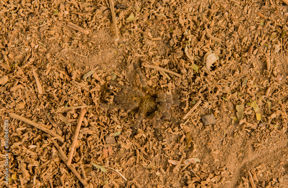 Pavian Spinne in der Savanne vom in Simbabwe, Südafrika Stock-Foto | Adobe  Stock