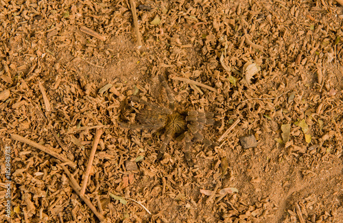 Pavian Spinne in der Savanne vom in Simbabwe  S  dafrika