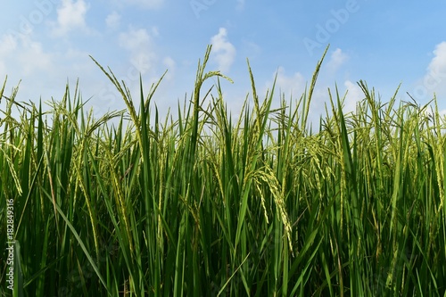 green rice in rice field for nature background