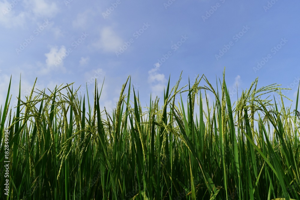 green rice in rice field for nature background