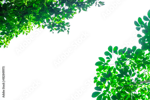 Green leaf nature frame isolated