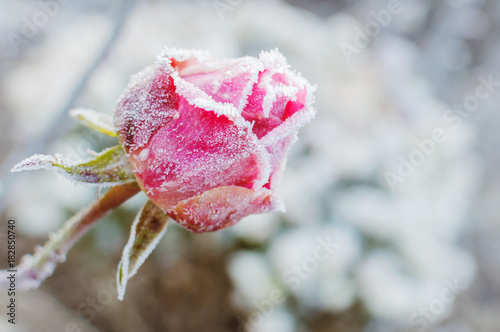 rose flower in the first frost