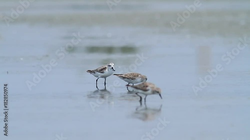 Spoon-billed Sandpiper rare Birds in Thailand and Southeast Asia. photo