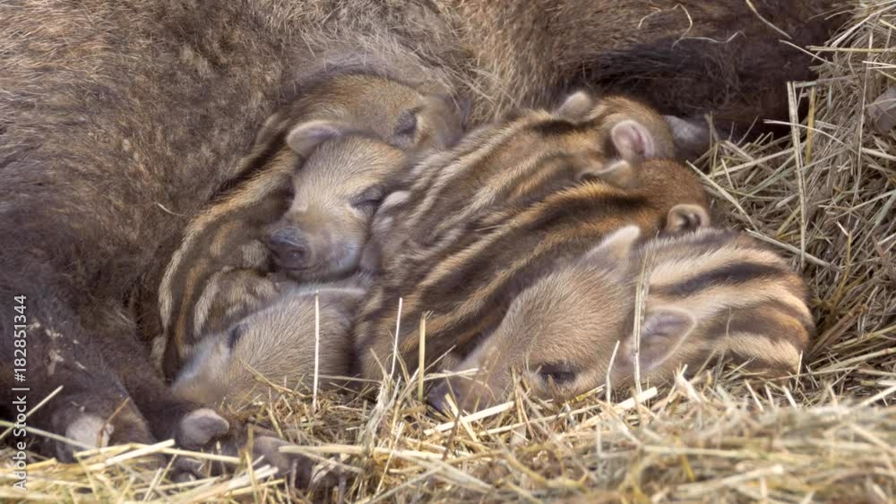 Wild boar piglets (Sus scrofa)