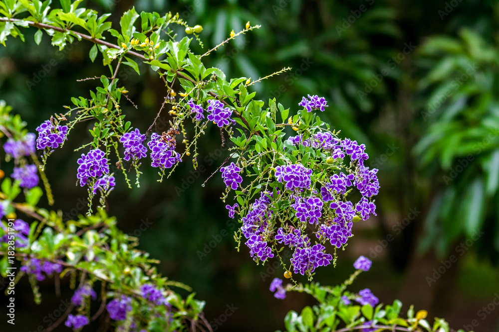 Fototapeta premium Duranta Erecta