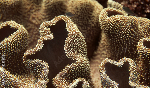 underwater world - coral structure photo