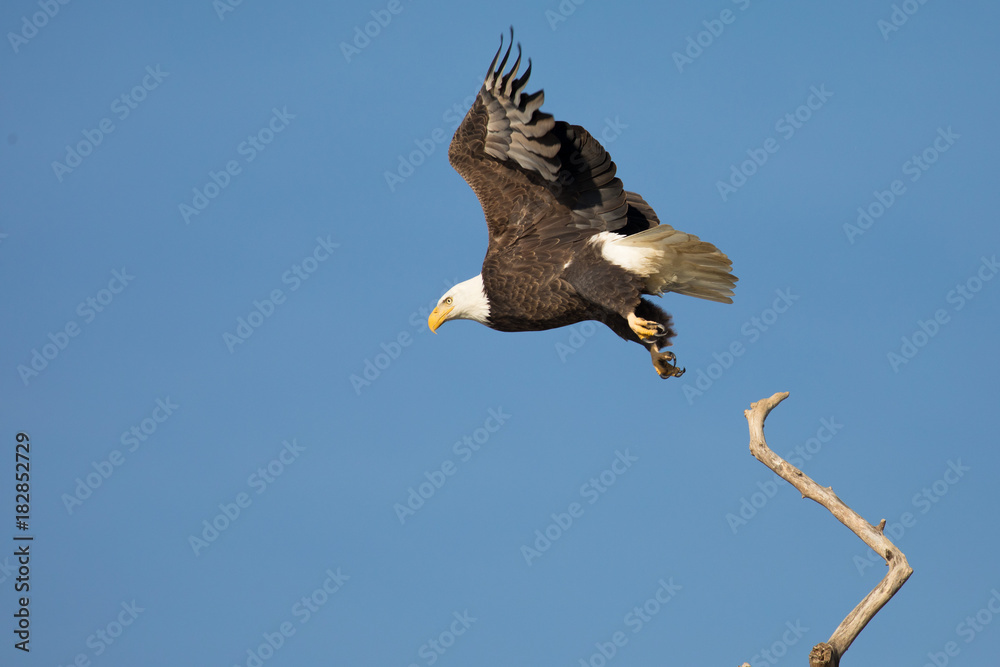 Bald Ealge in Virginia just as he takes off from branch. Bald Ealge in Virginia just as he takes off from branch.