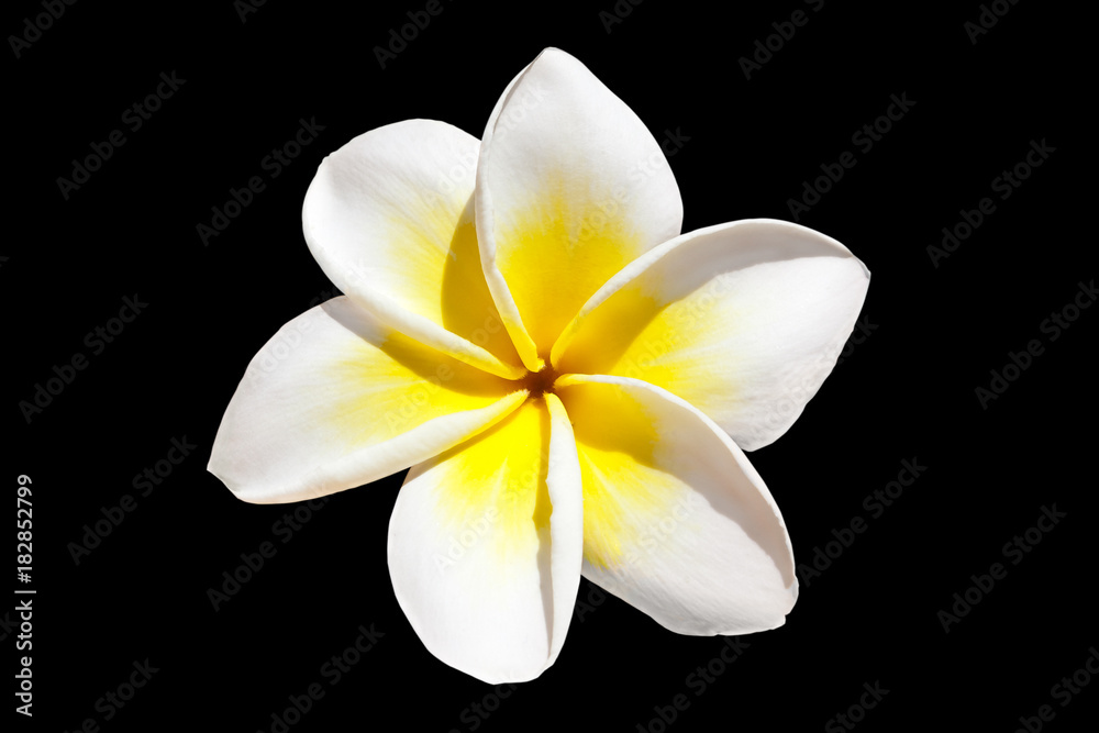 Fototapeta premium Frangipani flower