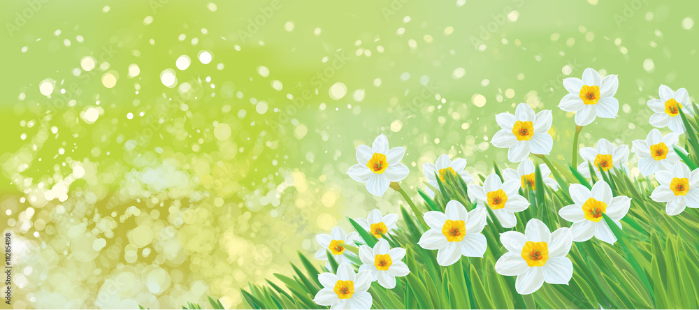 Vector daffodil flowers on green, bokeh  background.