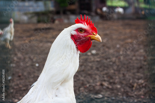 Close-up of a head of a white Leghorn chicken © Jeanne Emmel