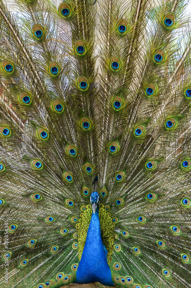 Obraz premium Peacock with feather detail
