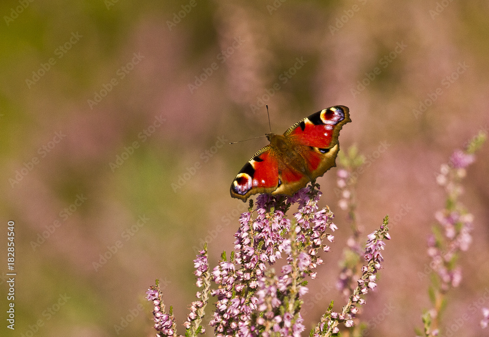 Peacock butterfly sitting on heather flower Peacock butterfly sitting on heather flower