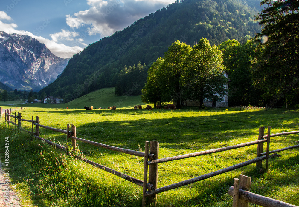 A pasture with beautiful views on the Alps.