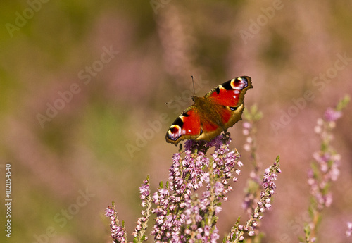 Peacock butterfly sitting on heather flower