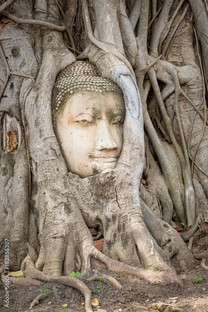 Ayutthaya Buddhahead Tree Thailand