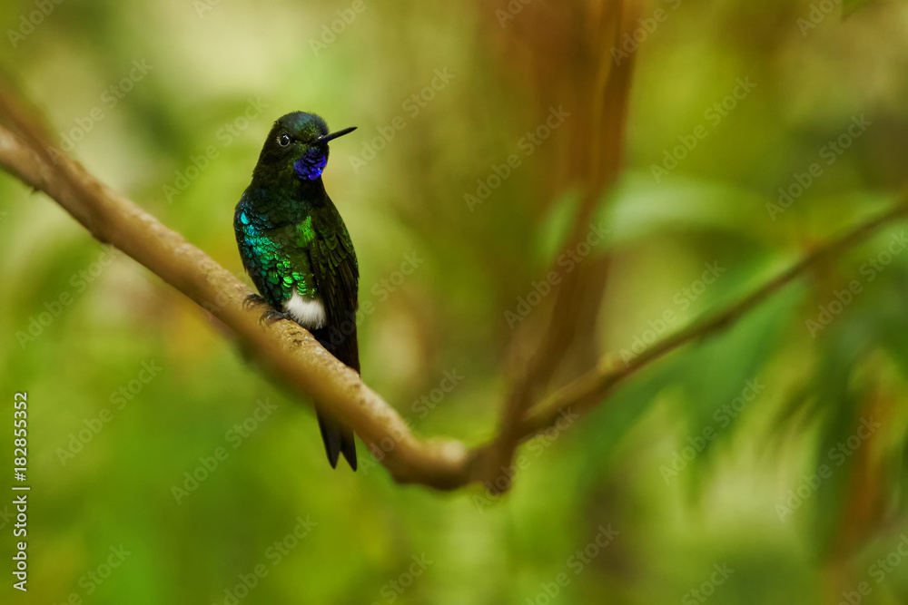 Green and blue glittering hummingbird, colorful male of Glowing Puffleg, Eriocnemis vestita, perched on twig against blurred rainforest in background. Rio Blanco Nature Reserve, Colombia Green and blue glittering hummingbird, colorful male of Glowing Puffleg, Eriocnemis vestita, perched on twig against blurred rainforest in background. Rio Blanco Nature Reserve, Colombia