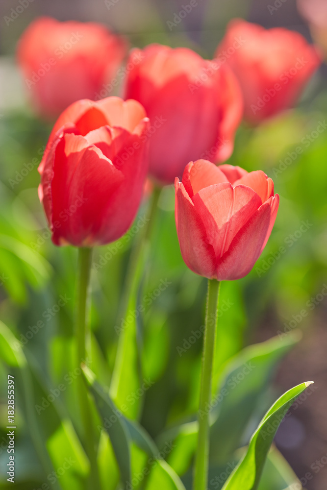 Tulip flowers in close up Tulip flowers in close up