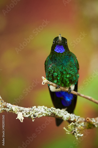 Very colorful hummingbird Eriocnemis vestitus, Glowing Puffleg showing its bright blue throat and sparkling green chest. Vertical photo, abstract red and green background. Colombia, Rio Blanco. photo