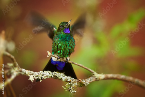 Isolated green and blue glittering Glowing Puffleg, Eriocnemis vestita, hummingbird with blurred, outstretched wings perched on mossy twig against colorful leaves of colombian rainforest background.