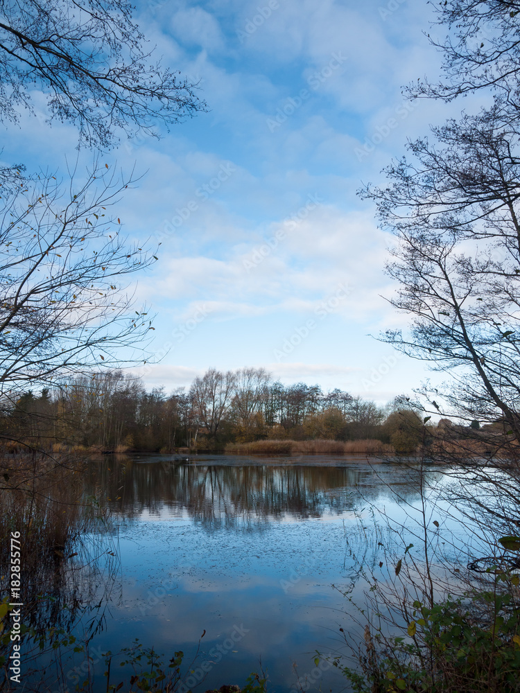 beautiful cold lake scene autumn branches water surface reflections trees
