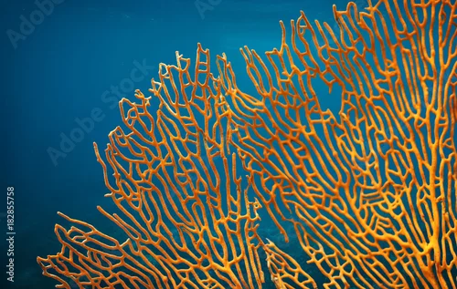 Obraz Pomarańczowy miękki koralowy Subergorgia sp lub Subergorgonia, morski życie, zamyka w górę podwodnego tła