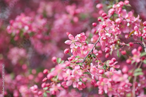 The beautiful blooming branch