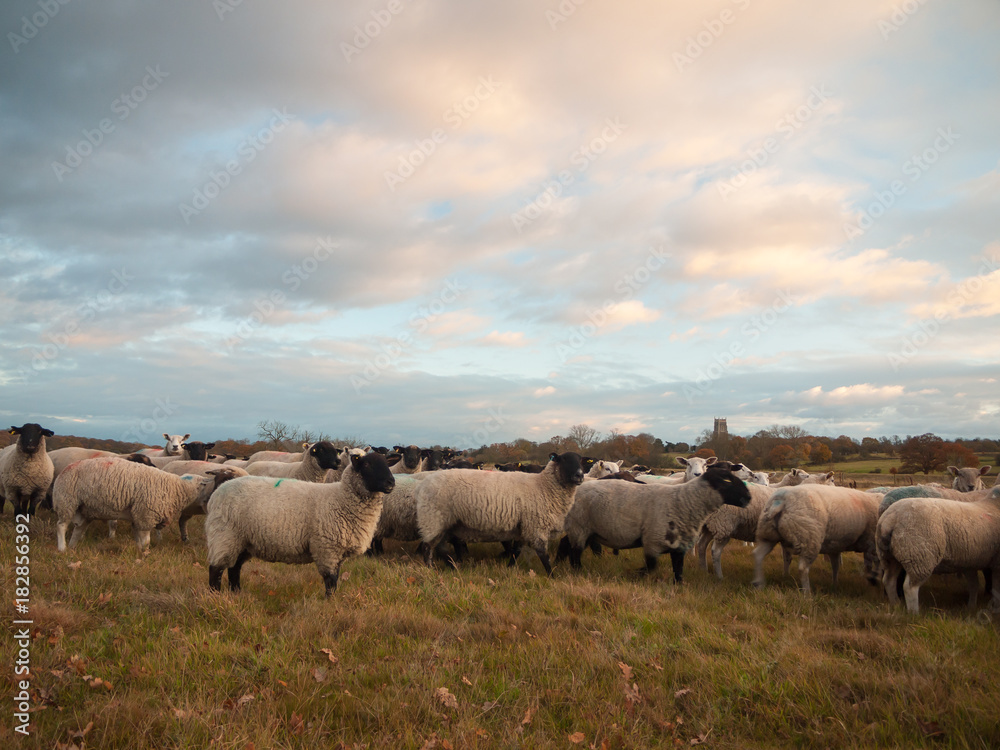 farmland close up white sheep farm grass grazing standing animals farmland close up white sheep farm grass grazing standing animals