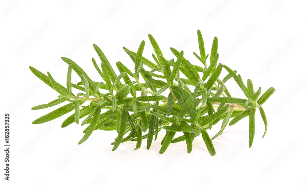 Rosemary isolated on white background Rosemary isolated on white background