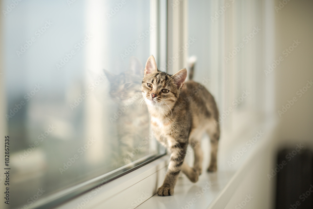 custom made wallpaper toronto digitalLittle kitten playing at the window