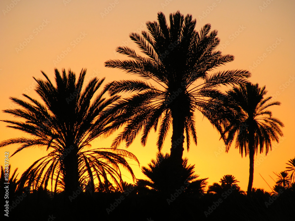 coucher de soleil sur la palmeraie