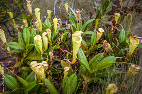 Nepenthes  carnivorous plant