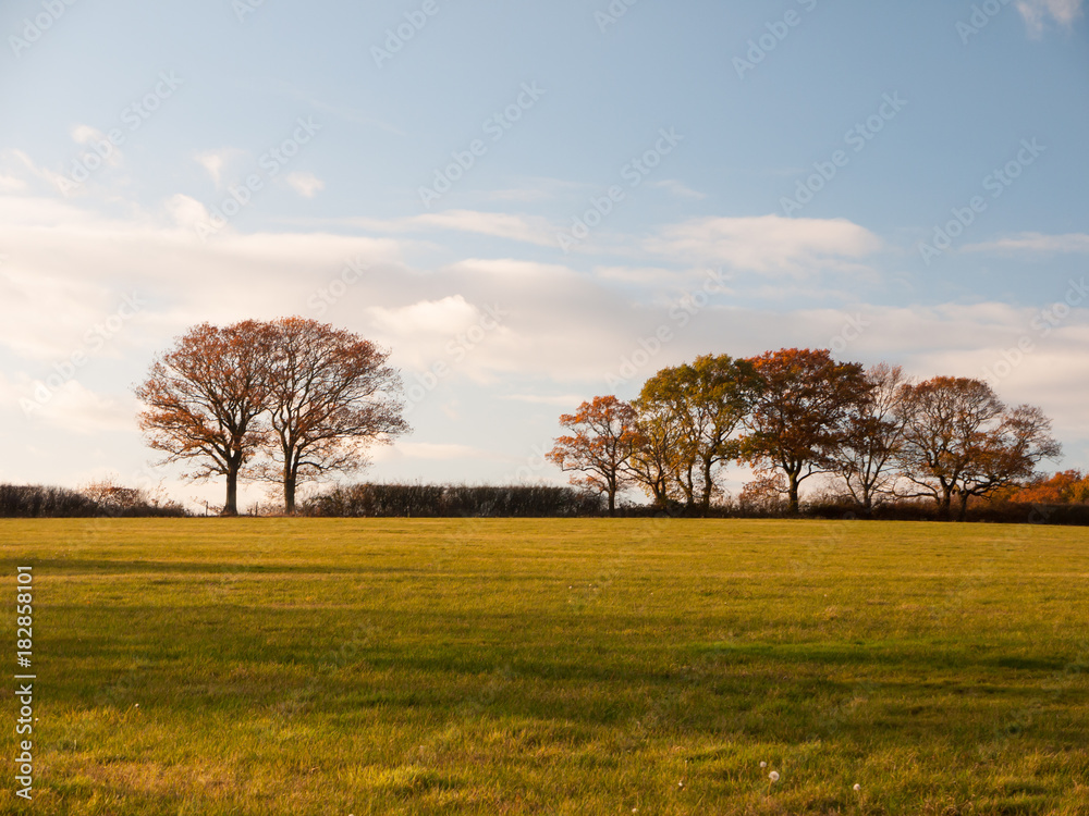 empty grass land country trees blue sky clouds landscape plain empty grass land country trees blue sky clouds landscape plain