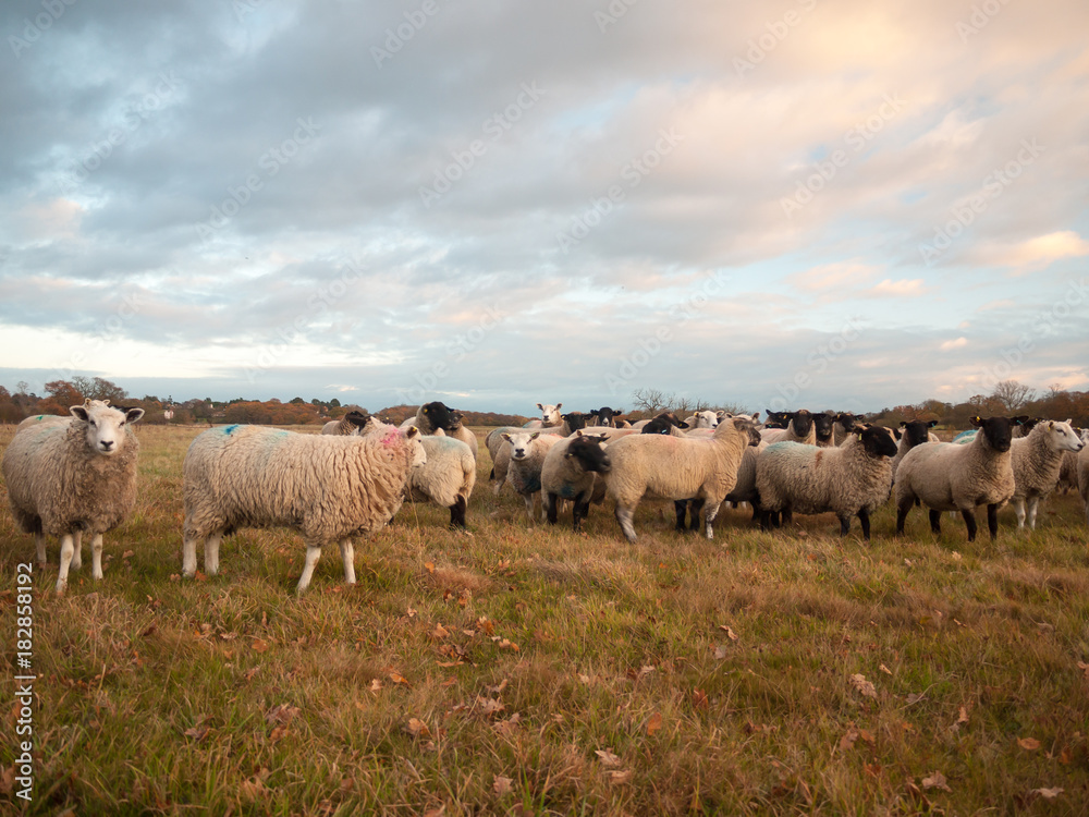 farmland close up white sheep farm grass grazing standing animals farmland close up white sheep farm grass grazing standing animals