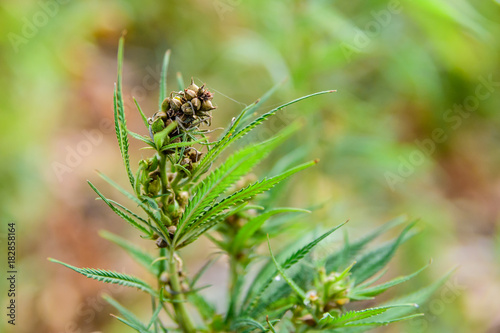Closeup of cannabis plant on summer © ihorbondarenko