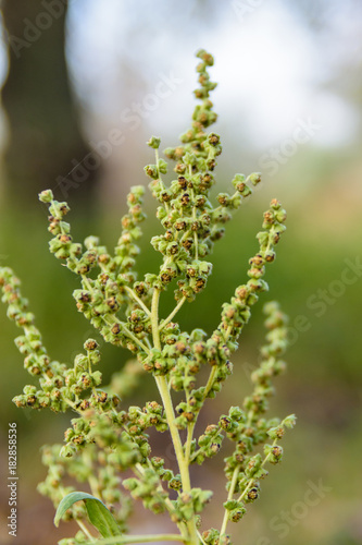 Closeup of ambrosia plant on autumn