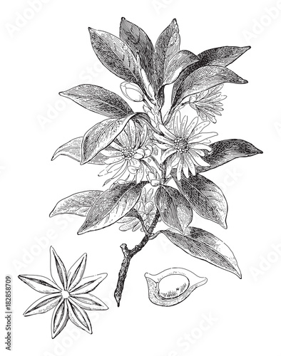 Japanese star anise (Illicium religiosum) / vintage illustration photo