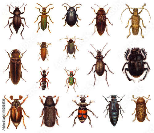 Beetle collection / vintage illustration