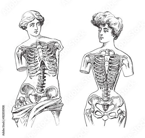 Thorax - Venus de Milo (left) and mannequin (right) / vintage illustration