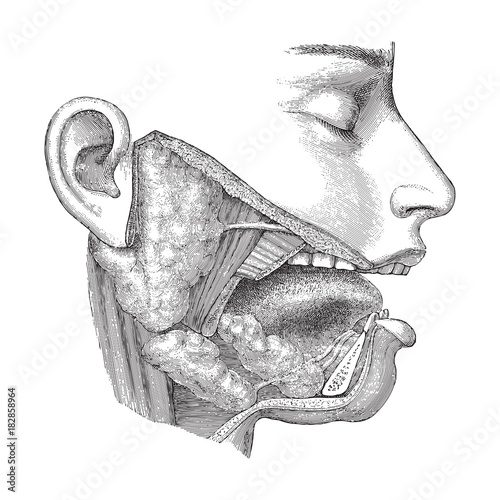 Human head anatomy - nose, mouth and throat / vintage illustration