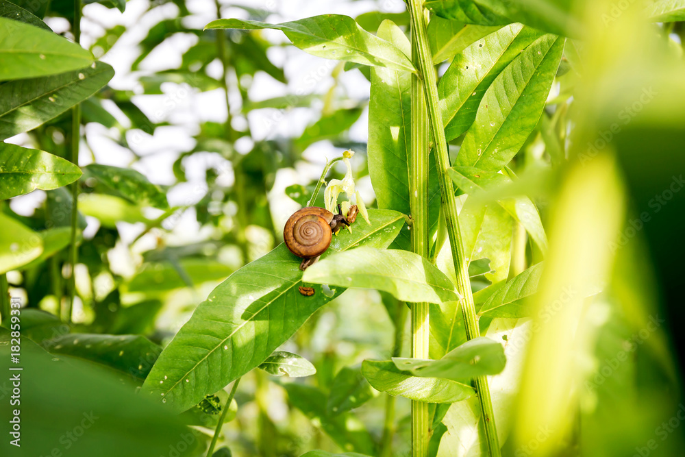 Snail on green leaf Snail on green leaf