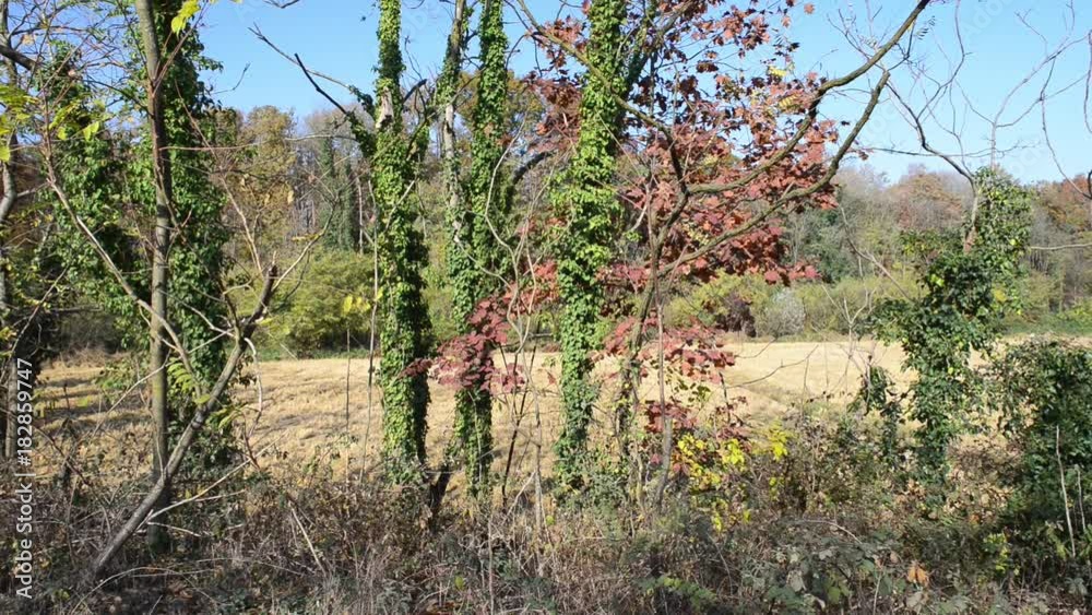 strada di campagna nel Parco sud Milano con i colori d'autunno strada di campagna nel Parco sud Milano con i colori d'autunno