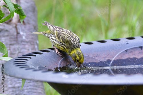 Männlicher Girlitz an der Vogeltränke photo