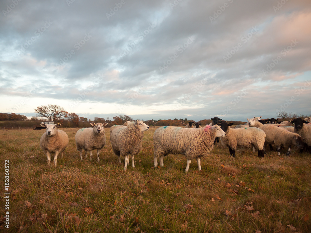 farmland close up white sheep farm grass grazing standing animals