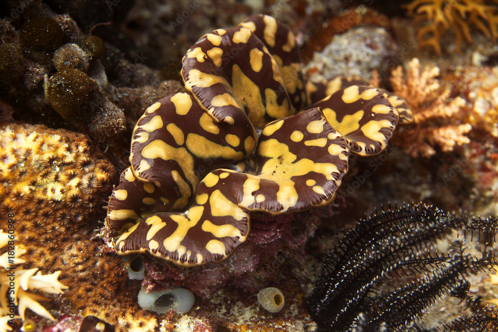underwater world - brown and yellow giant clam