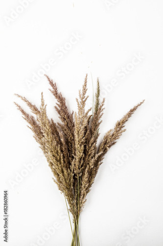 Dried flowers and grass on a white background, flat lay composition, top view