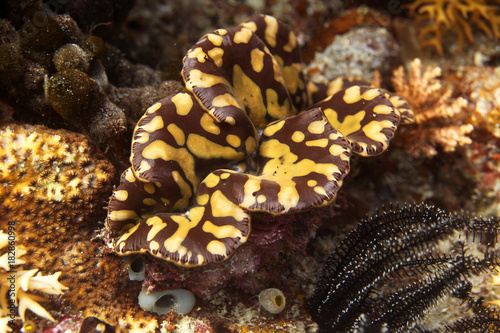 Obraz na płótnie underwater world - brown and yellow giant clam w salonie